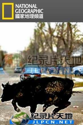 动物大暴走封面图